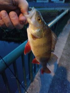 European Perch
