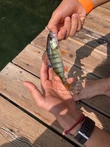 European Perch