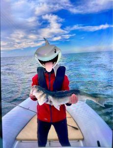 European Bass (Seabass)