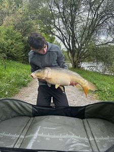 Mirror Carp