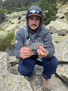 Rainbow Trout