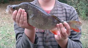 European Perch