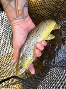 Brown Trout