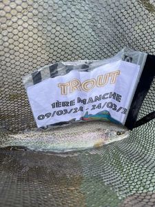 Rainbow Trout