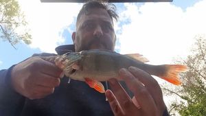 European Perch