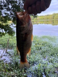Smallmouth Bass