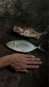 Yellowspoted Trevally
