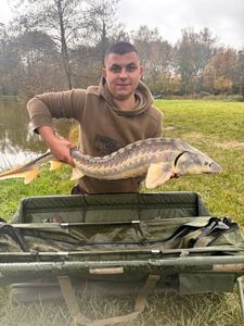 Dabry's Sturgeon