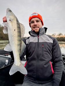 Zander