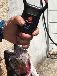Rainbow Trout