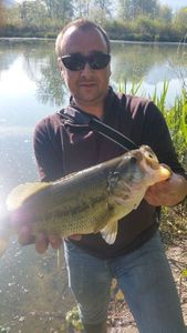 Largemouth Bass