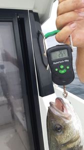 European Bass (Seabass)