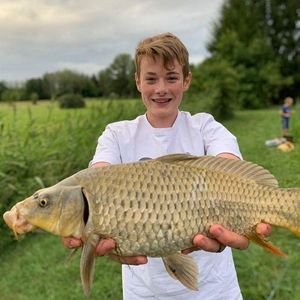 Common Carp