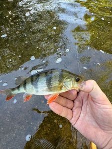 European Perch