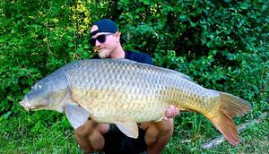 Common Carp