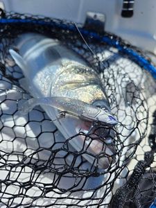 European Bass (Seabass)
