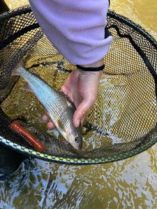 Grayling