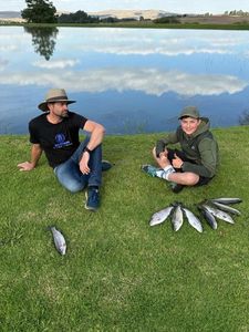 Rainbow Trout
