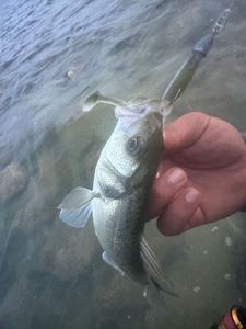 European Bass (Seabass)