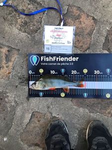 European Perch