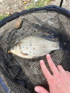 Crucian Carp