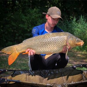 Common Carp