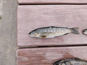 Brown Trout