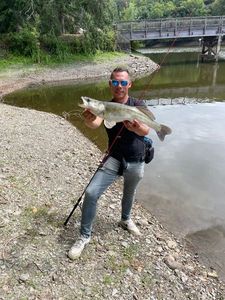 Zander