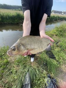 Common Bream