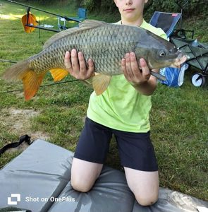 Common Carp