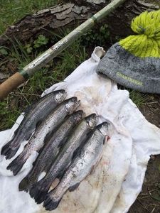 Rainbow Trout