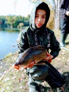 Common Carp