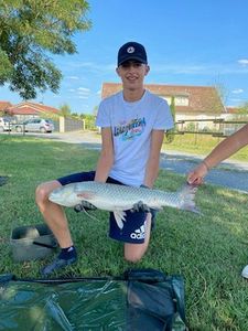 Grass Carp