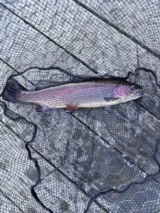 Rainbow Trout