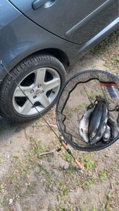 Rainbow Trout