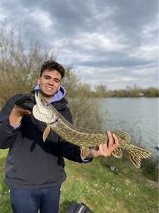 Northern Pike