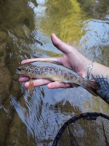 Brown Trout