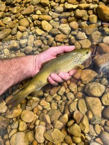 Brown Trout