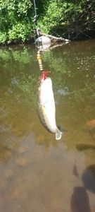 Largemouth Bass