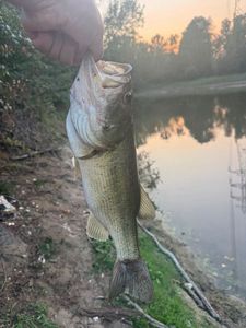Largemouth Bass