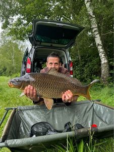 Common Carp