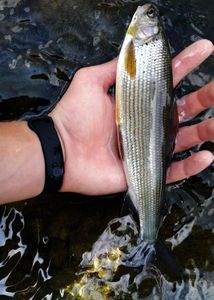 Grayling