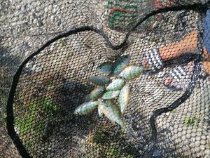 Green Sunfish