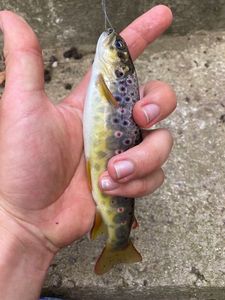 Brown Trout