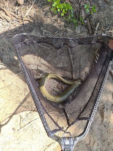 European Eel (Common Eel)