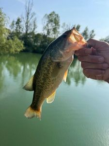 Largemouth Bass