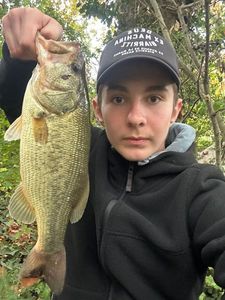 Largemouth Bass