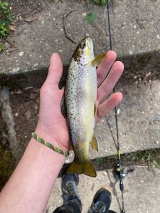 Brown Trout