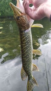 Northern Pike