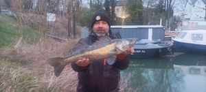 Zander